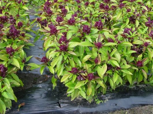 nasiona Bazylia tajska zielona Basil