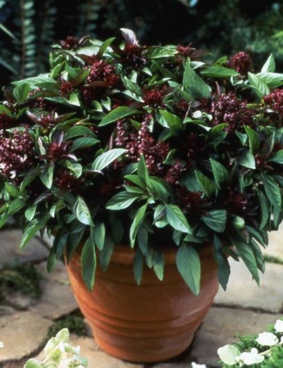 nasiona Bazylia tajska zielona Basil