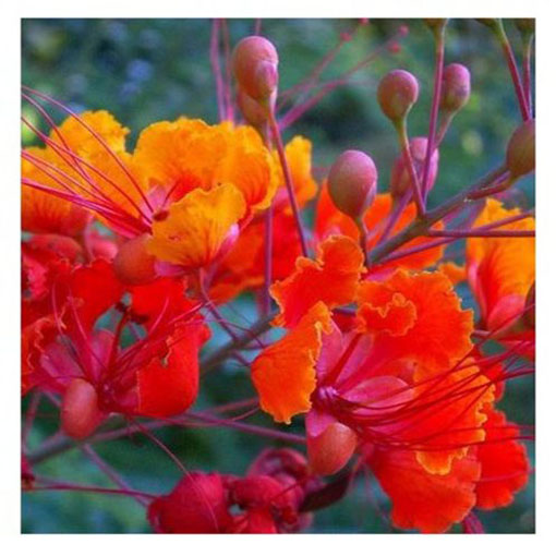 Brezylka nadobna Caesalpinia, Caesalpinia pulcherrima