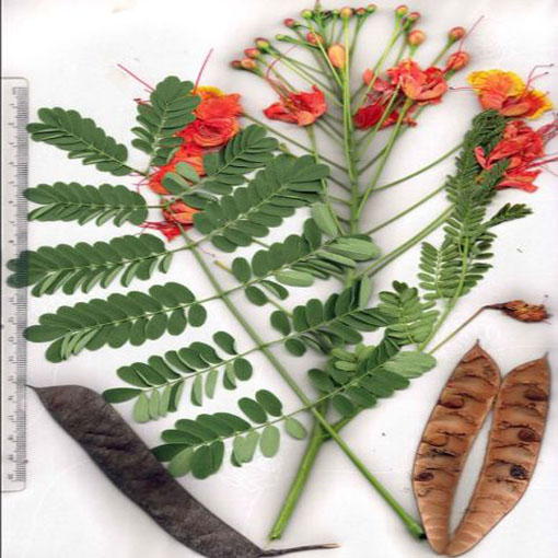 Brezylka nadobna Caesalpinia, Caesalpinia pulcherrima