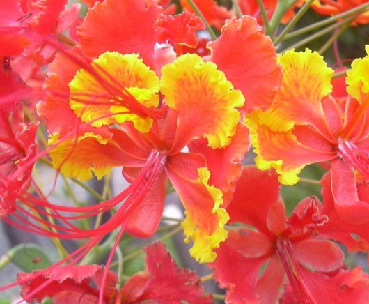 Brezylka nadobna Caesalpinia, Caesalpinia pulcherrima