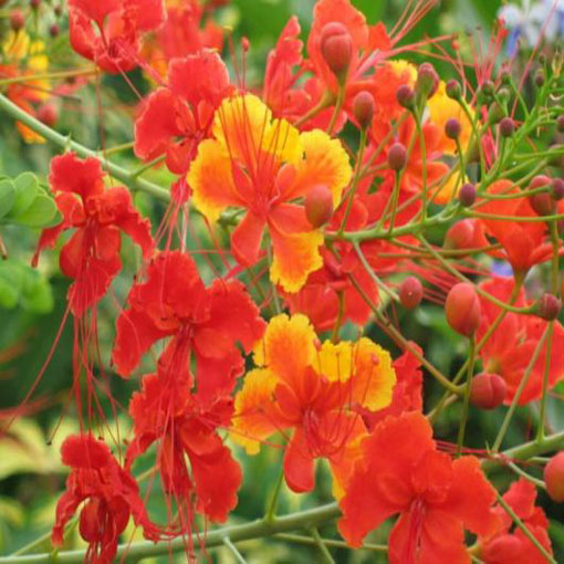 Brezylka nadobna Caesalpinia, Caesalpinia pulcherrima