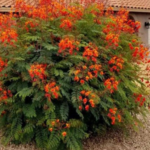 Brezylka nadobna Caesalpinia, Caesalpinia pulcherrima