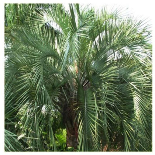 Bucja główkowata Butia, Butia capitata