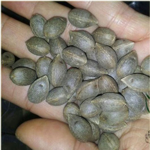 Bucja główkowata Butia, Butia capitata