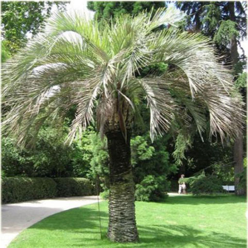 Bucja główkowata Butia, Butia capitata