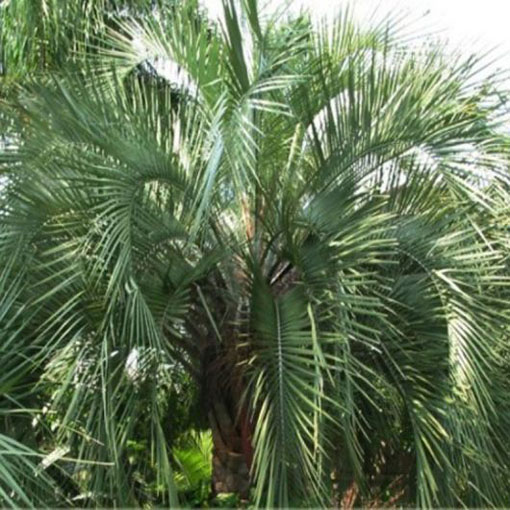 Bucja główkowata Butia, Butia capitata