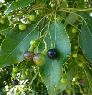 Cynamonowiec kamforowy, Cinnamomum camphora