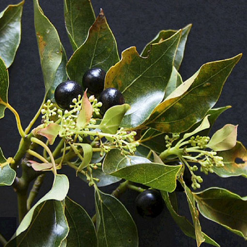 Cynamonowiec kamforowy, Cinnamomum camphora