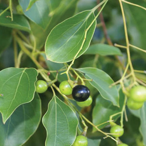 Cynamonowiec kamforowy, Cinnamomum camphora