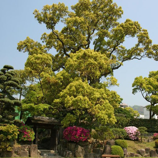 Cynamonowiec kamforowy, Cinnamomum camphora