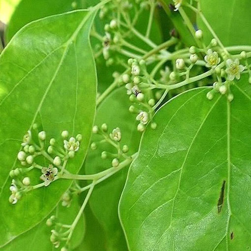 Cynamonowiec kamforowy, Cinnamomum camphora