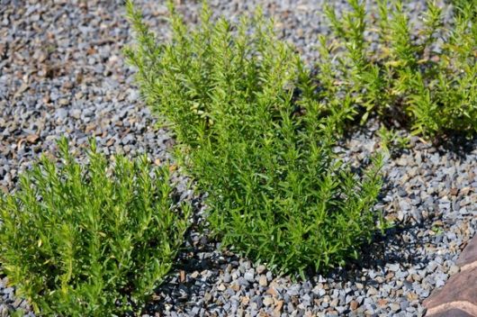 nasiona Cząber Satureja