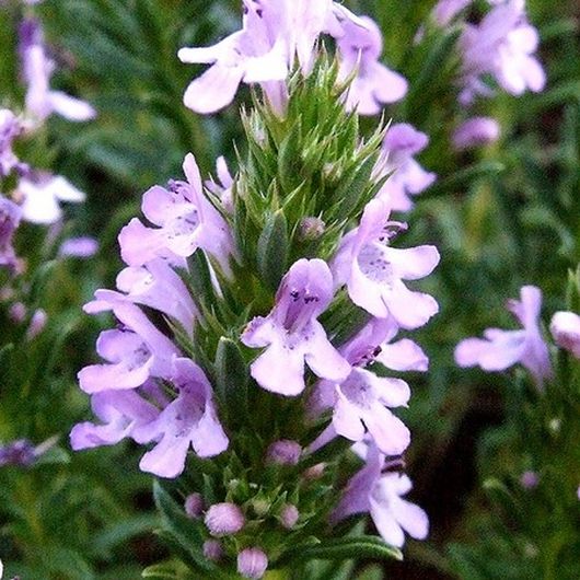 nasiona Cząber Satureja