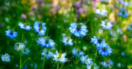 nasiona Czarnuszka siewna Nigella
