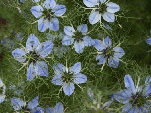nasiona Czarnuszka siewna Nigella