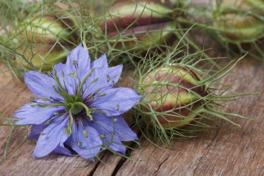 nasiona Czarnuszka siewna Nigella