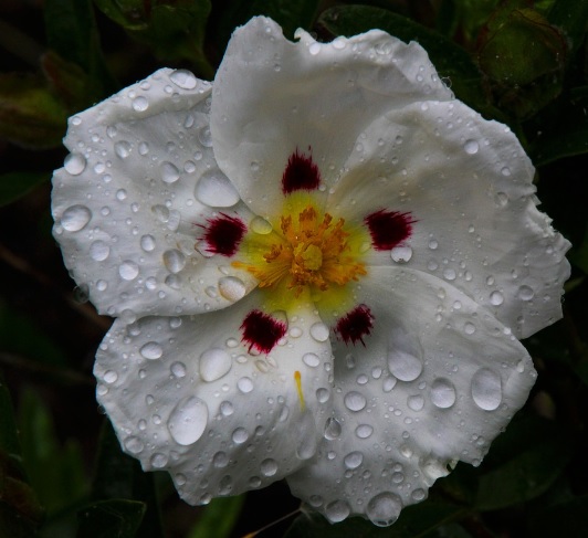 Czystek libański, Cistus libanotis