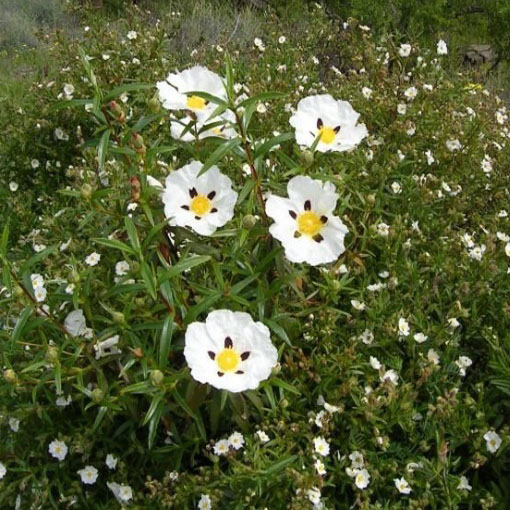 Czystek libański, Cistus libanotis