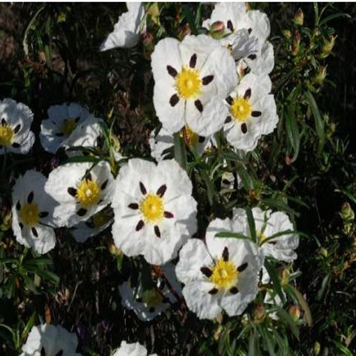 Czystek libański, Cistus libanotis