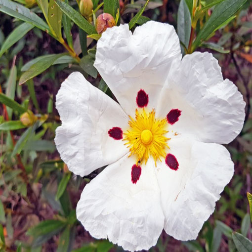 Czystek libański, Cistus libanotis