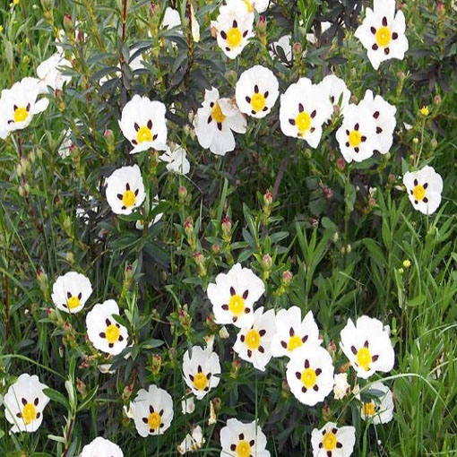 Czystek libański, Cistus libanotis