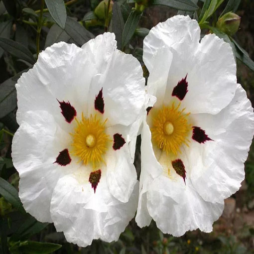 Czystek libański, Cistus libanotis
