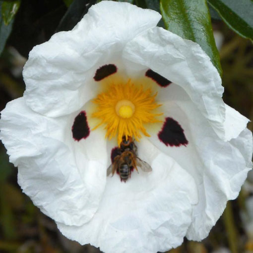 Czystek libański, Cistus libanotis