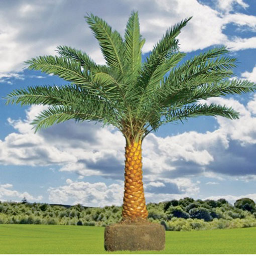 Daktylowiec leśny, Phoenix silvestris