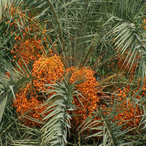 Daktylowiec leśny, Phoenix silvestris