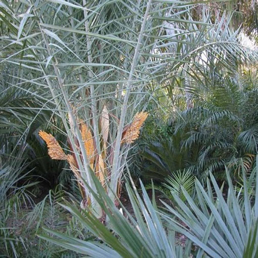 Daktylowiec leśny, Phoenix silvestris