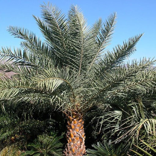 Daktylowiec leśny, Phoenix silvestris