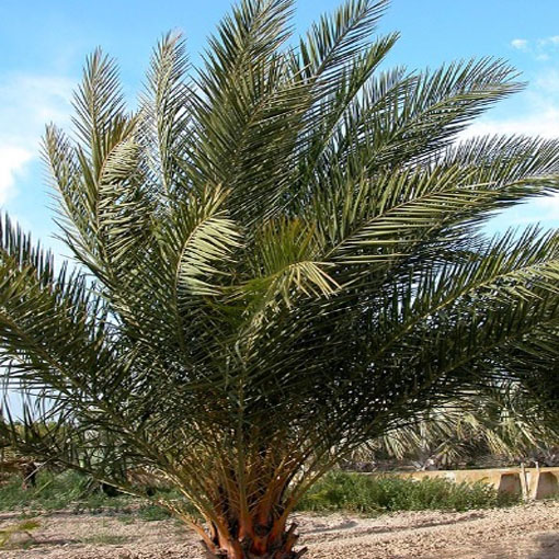 Daktylowiec leśny, Phoenix silvestris