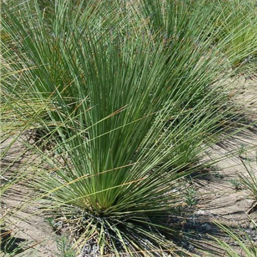 Dasylirion, Dasylirion longissima