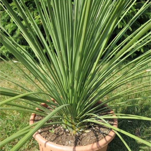 Dasylirion, Dasylirion longissima