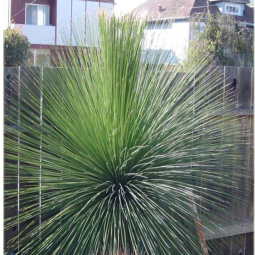 Dasylirion, Dasylirion longissima