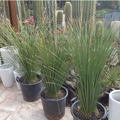 Dasylirion, Dasylirion longissima