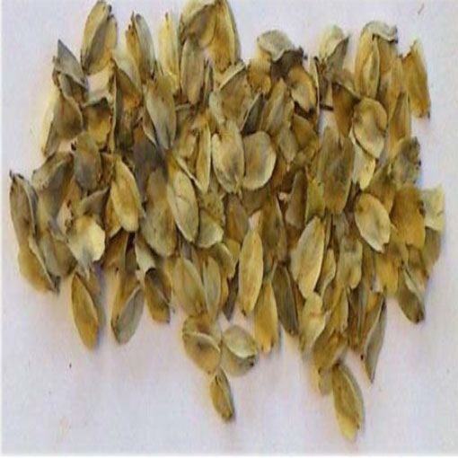 Dasylirion, Dasylirion longissima