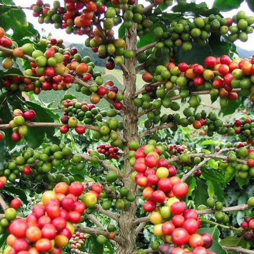 Drzewko kawowe, Coffea arabica