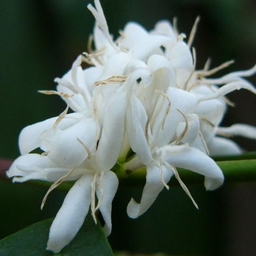 Drzewko kawowe, Coffea arabica