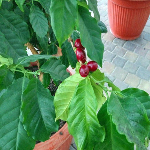 Drzewko kawowe, Coffea arabica