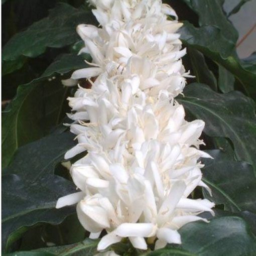 Drzewko kawowe, Coffea arabica