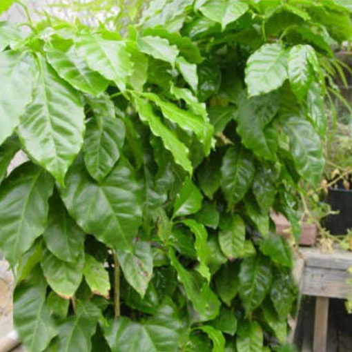 Drzewko kawowe nana, Coffea arabica nana