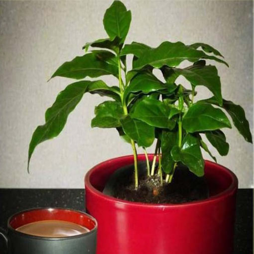 Drzewko kawowe nana, Coffea arabica nana