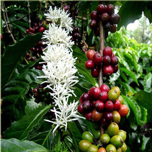 Drzewko kawowe nana, Coffea arabica nana