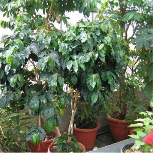 Drzewko kawowe nana, Coffea arabica nana