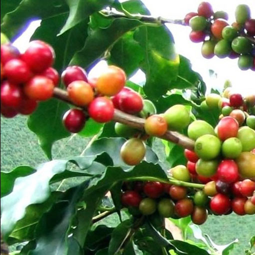 Drzewko kawowe nana, Coffea arabica nana