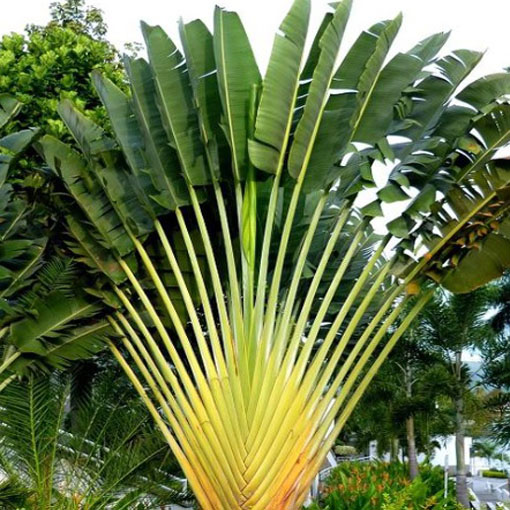 Drzewo podróżników, Ravenala madagascariensis