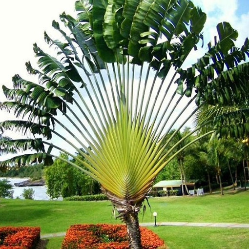 Drzewo podróżników, Ravenala madagascariensis