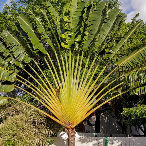 Drzewo podróżników, Ravenala madagascariensis